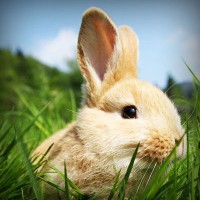 /album/q5txvhomeandgardenlife/photolia-a03-jpg/